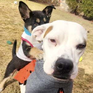 Please read & Look At My Dogs 🐕